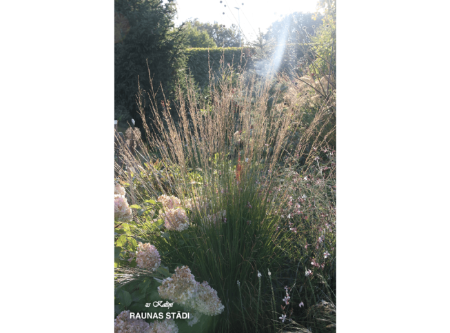 Molinia caerulea ssp. caerulea   'Heidebraut'